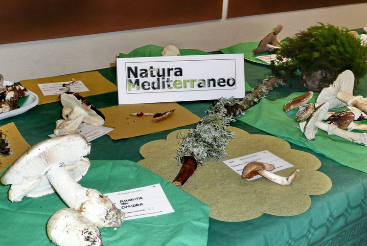 Mostra micologica con partecipazione di NM
